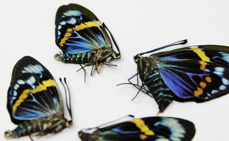 2 x Eterusia repleta | Thailand Blue Day-flying Moth | A1 Unmounted Specimens