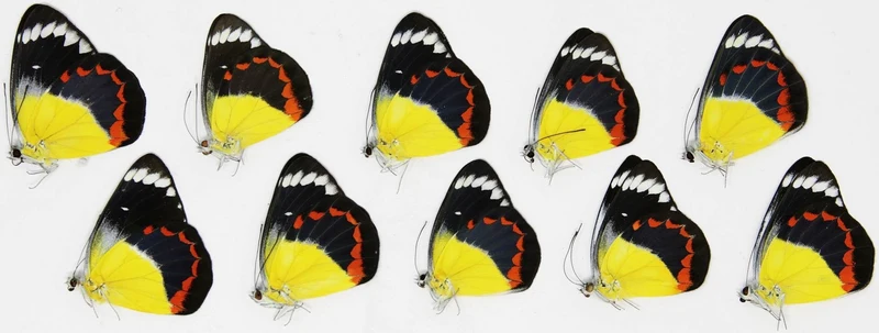 10 x Delias timorensis moaensis | Leti Island moaensis | A1 Unmounted Specimens