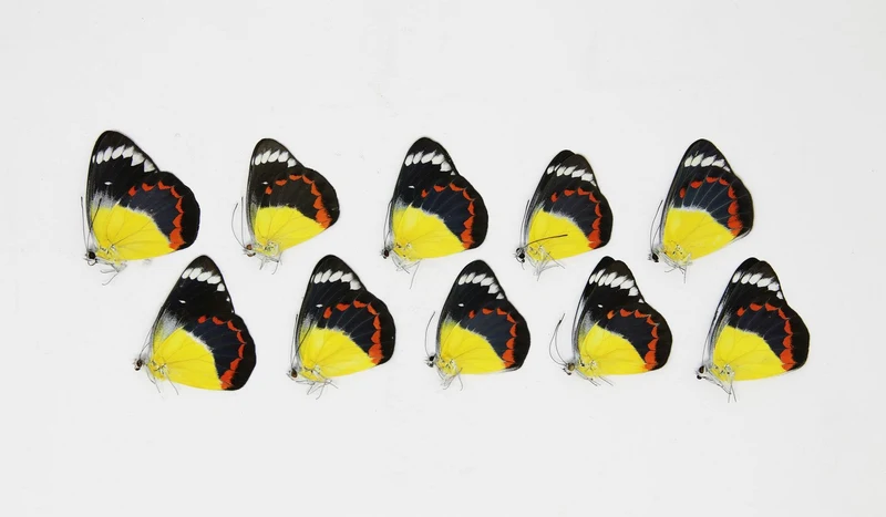 10 x Delias timorensis moaensis | Leti Island moaensis | A1 Unmounted Specimens