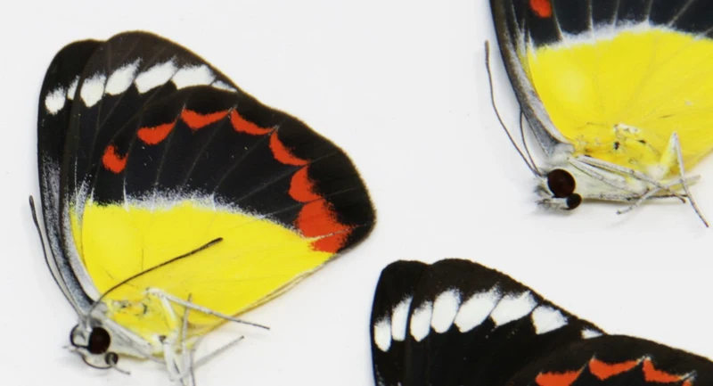 10 x Delias timorensis moaensis | Leti Island moaensis | A1 Unmounted Specimens