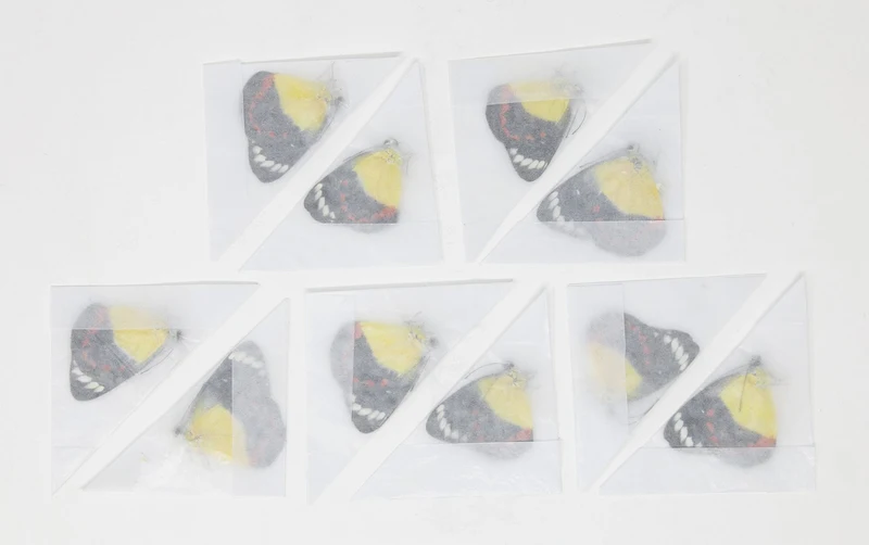 10 x Delias timorensis moaensis | Leti Island moaensis | A1 Unmounted Specimens