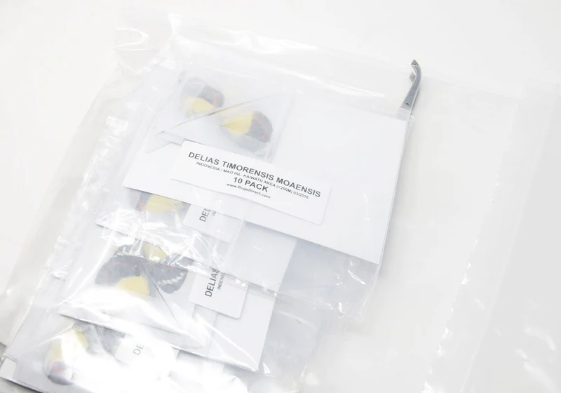 10 x Delias timorensis moaensis | Leti Island moaensis | A1 Unmounted Specimens
