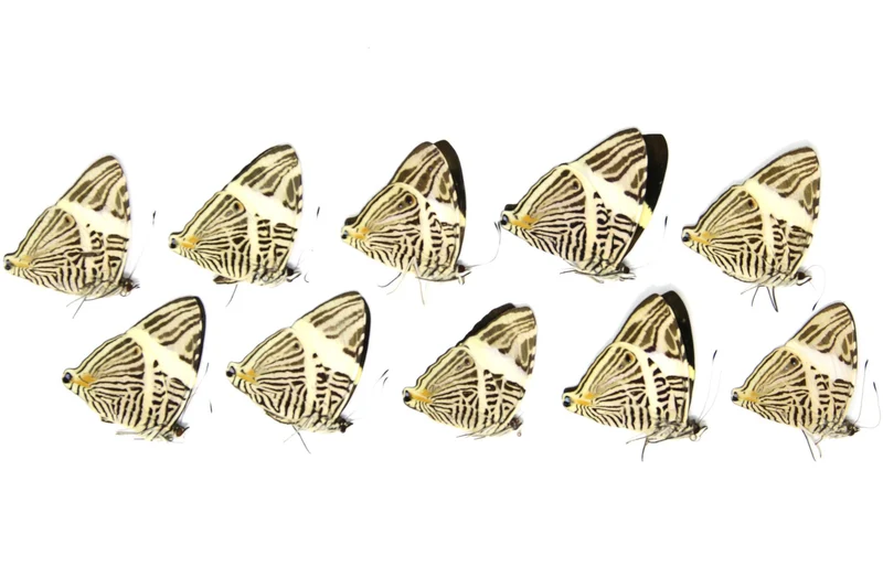 10 x Colubura dirce | Zebra Mosaic Butterflies | A1 Unmounted Specimens
