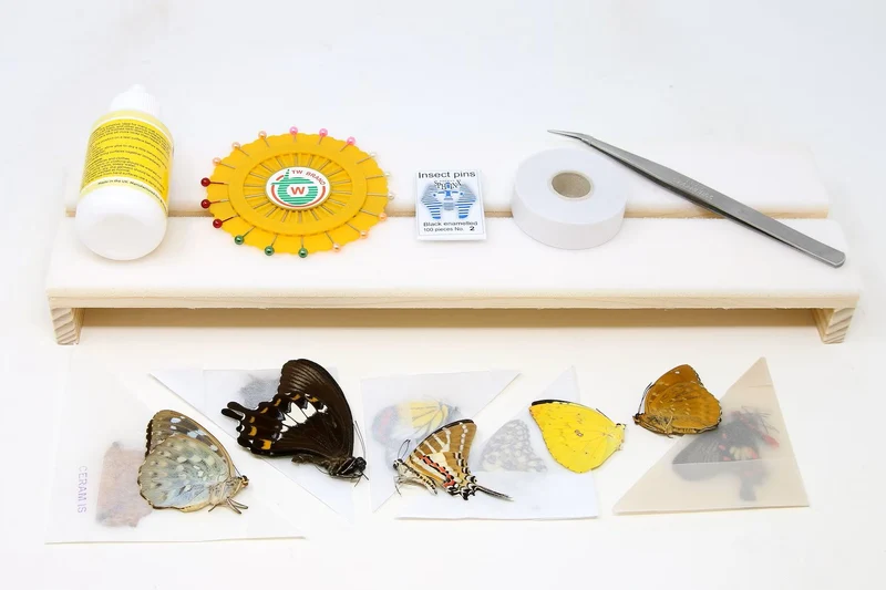 Complete Butterfly Setting Kit | Professional Lepidoptera Mounting Equipment & Specimens