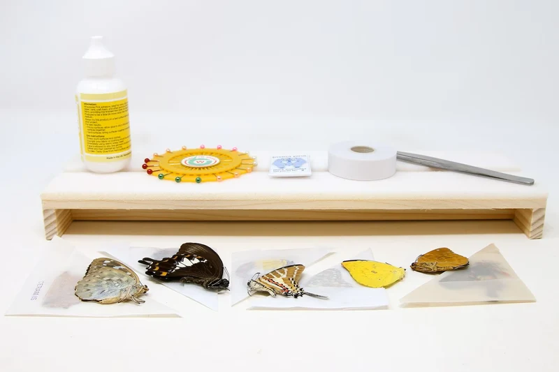 Complete Butterfly Setting Kit | Professional Lepidoptera Mounting Equipment & Specimens