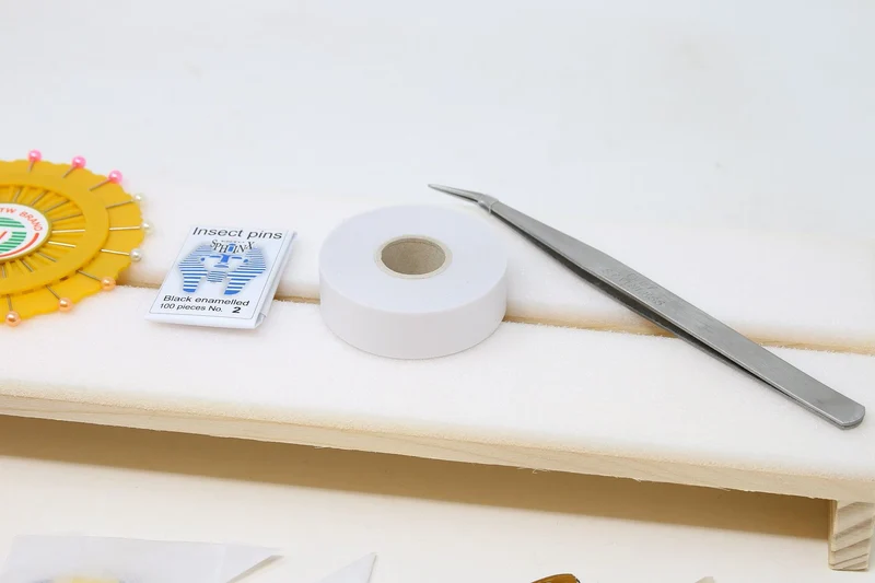 Complete Butterfly Setting Kit | Professional Lepidoptera Mounting Equipment & Specimens