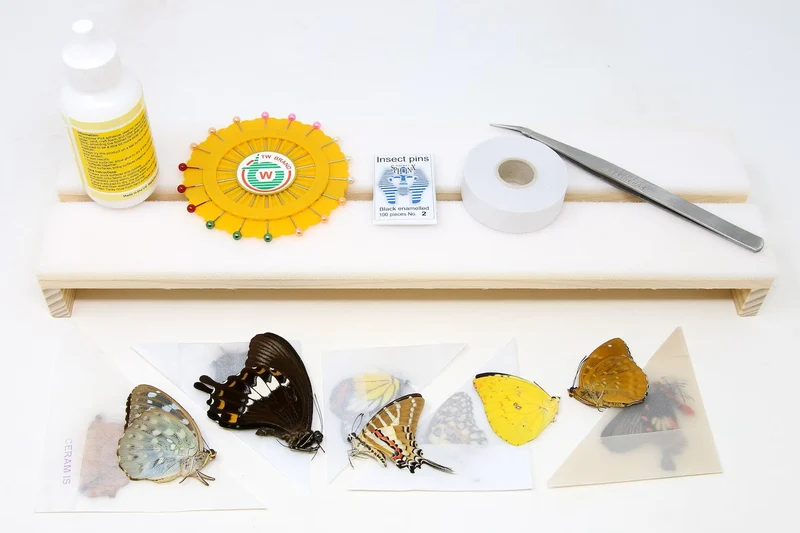 Complete Butterfly Setting Kit | Professional Lepidoptera Mounting Equipment & Specimens