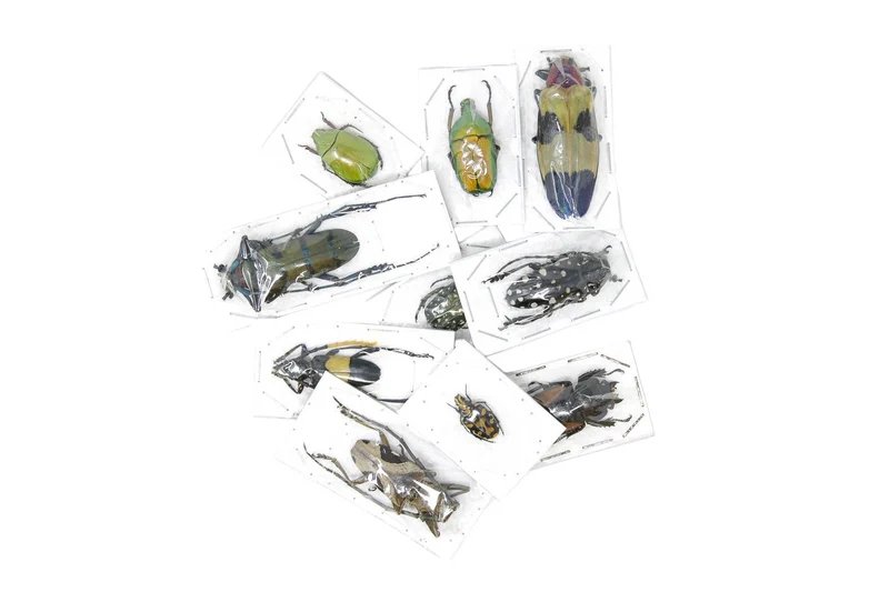 Assorted Beetles Unmounted Specimens | Bulk Packs 10-100 | A1 Quality