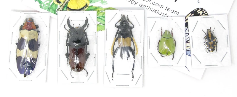 Assorted Beetles Unmounted Specimens | Bulk Packs 10-100 | A1 Quality