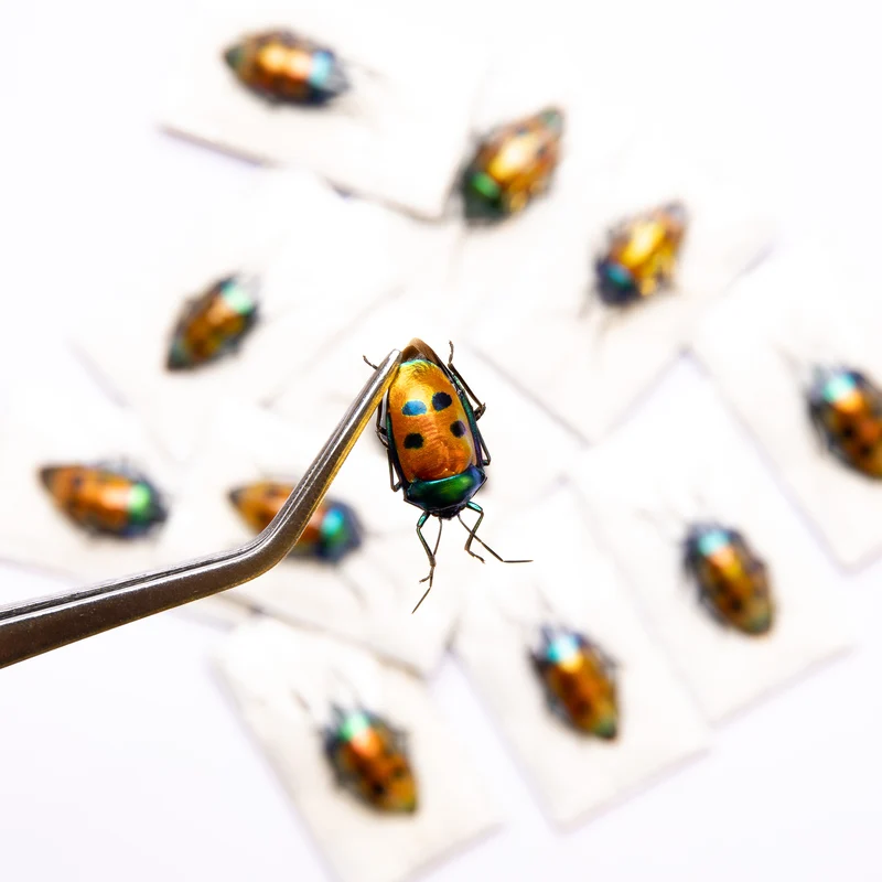 Assorted Beetles Unmounted Specimens | Bulk Packs 10-100 | A1 Quality