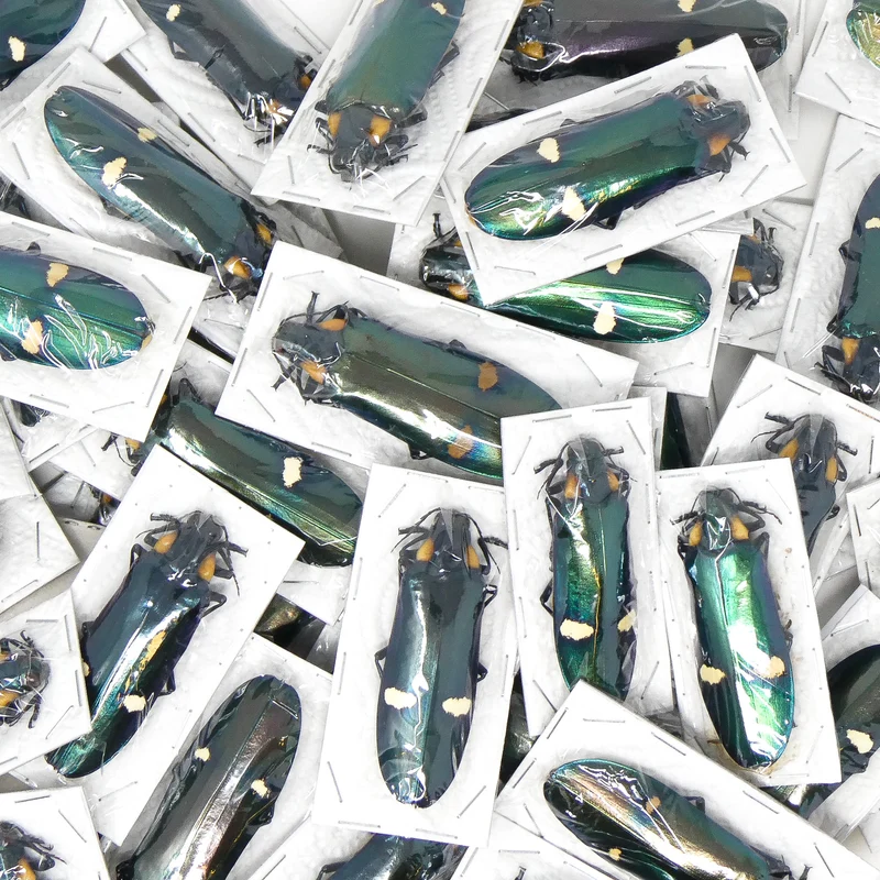 Assorted Beetles Unmounted Specimens | Bulk Packs 10-100 | A1 Quality