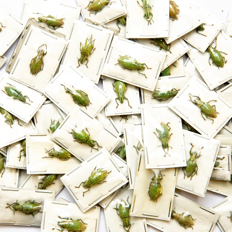 Assorted Beetles Unmounted Specimens | Bulk Packs 10-100 | A1 Quality