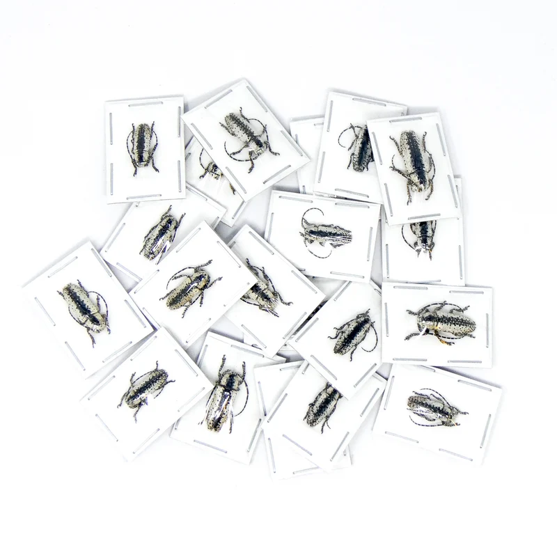 Assorted Beetles Unmounted Specimens | Bulk Packs 10-100 | A1 Quality