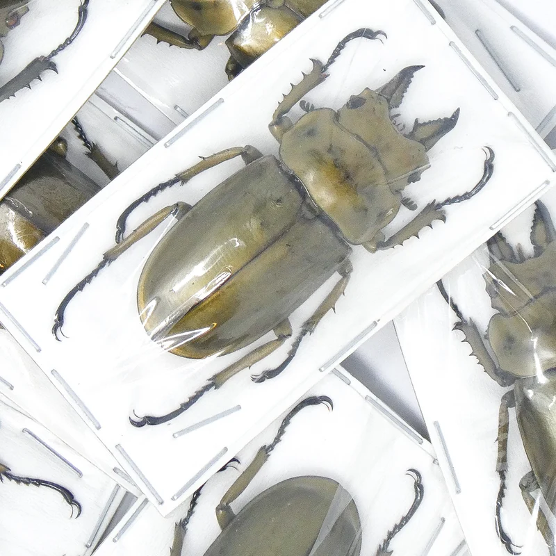 Assorted Beetles Unmounted Specimens | Bulk Packs 10-100 | A1 Quality