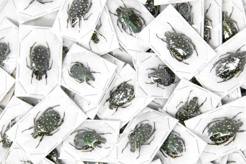 Assorted Beetles Unmounted Specimens | Bulk Packs 10-100 | A1 Quality