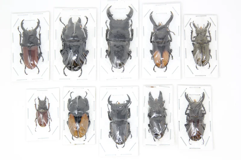 Assorted Beetles Unmounted Specimens | Bulk Packs 10-100 | A1 Quality
