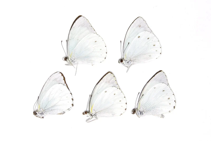 5 x Nepheronia thalassina | The Cambridge Vagrant | A1 Unmounted Specimens