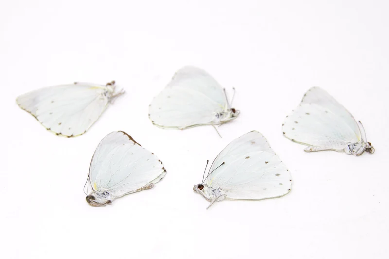 5 x Nepheronia thalassina | The Cambridge Vagrant | A1 Unmounted Specimens