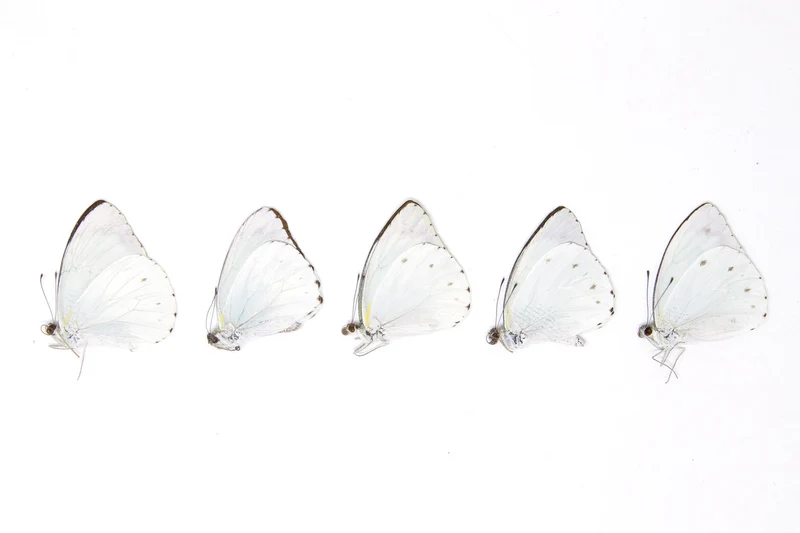 5 x Nepheronia thalassina | The Cambridge Vagrant | A1 Unmounted Specimens