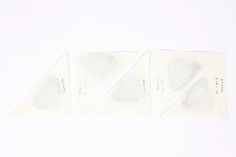 5 x Nepheronia thalassina | The Cambridge Vagrant | A1 Unmounted Specimens