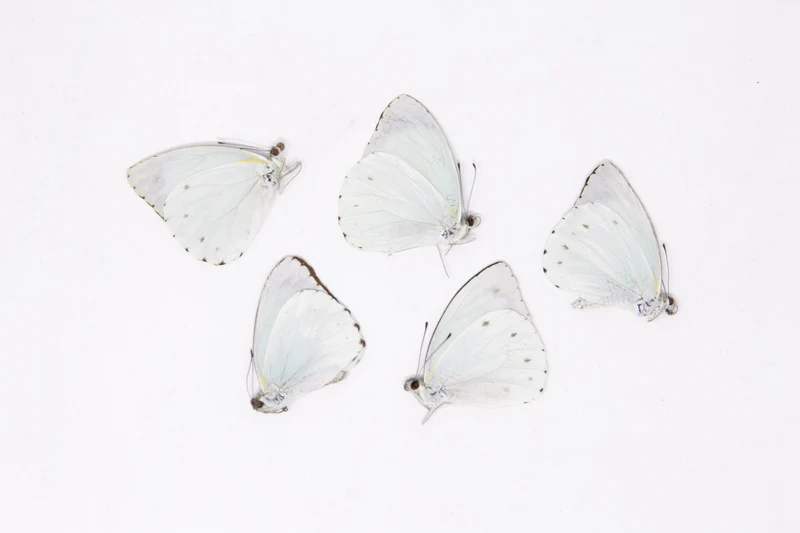5 x Nepheronia thalassina | The Cambridge Vagrant | A1 Unmounted Specimens