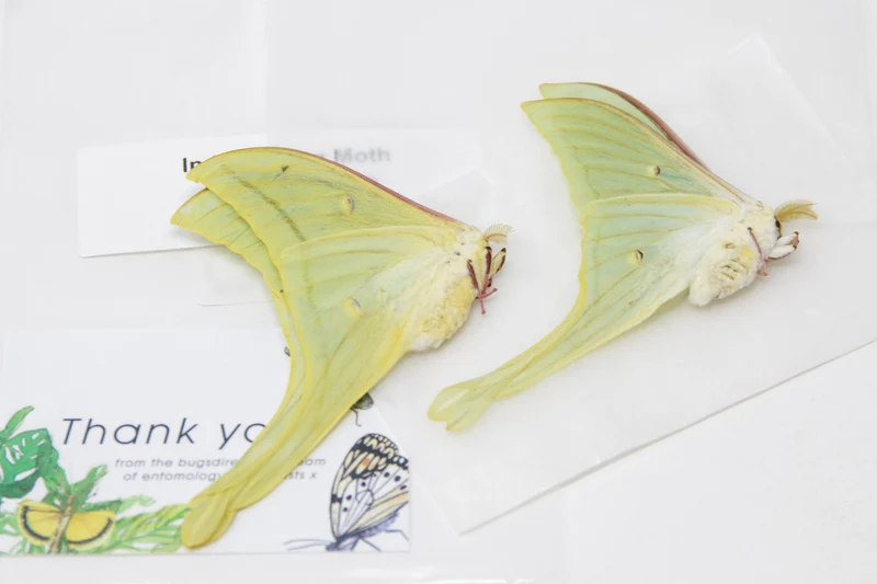 2 x Indian Moon Moths | Actias selene | A1 Unmounted Specimens