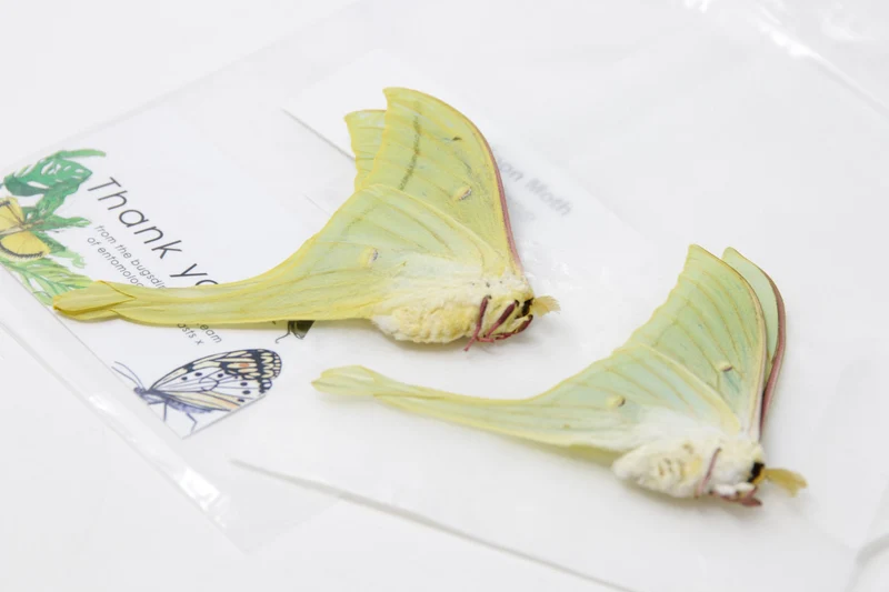 2 x Indian Moon Moths | Actias selene | A1 Unmounted Specimens