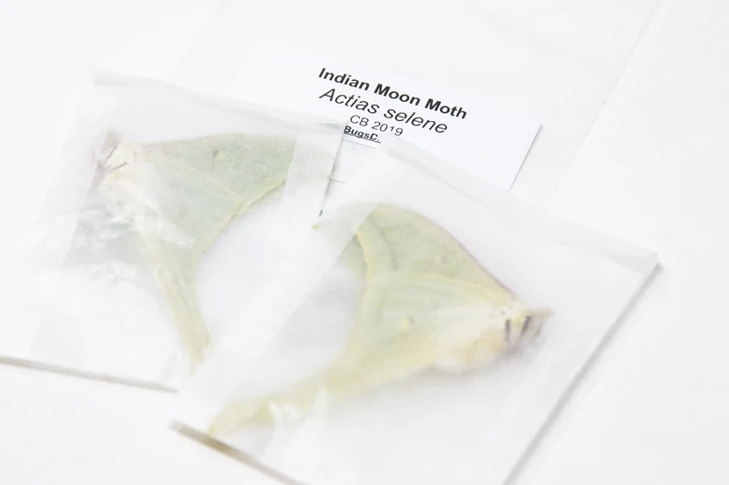 2 x Indian Moon Moths | Actias selene | A1 Unmounted Specimens