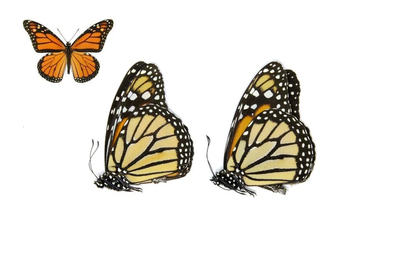 Danaus plexippus Monarch Butterflies - A1 Unmounted Specimens (Lot of 2)