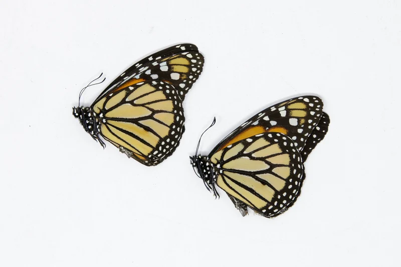 Danaus plexippus Monarch Butterflies - A1 Unmounted Specimens (Lot of 2)
