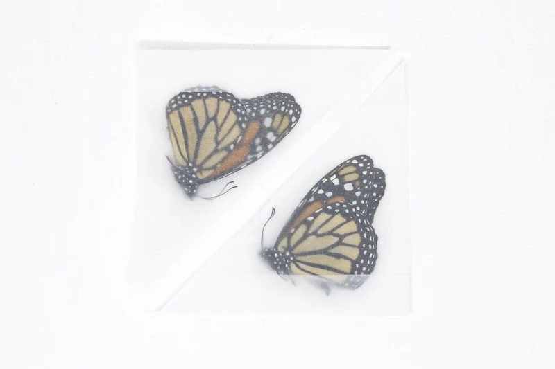 Danaus plexippus Monarch Butterflies - A1 Unmounted Specimens (Lot of 2)