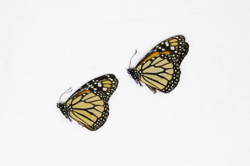 Danaus plexippus Monarch Butterflies - A1 Unmounted Specimens (Lot of 2)