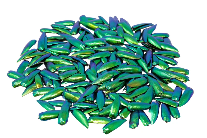 20g Jewel Beetle Wings Elytra (200 pcs approx.) | Sternocera aequisignata Craft Supplies