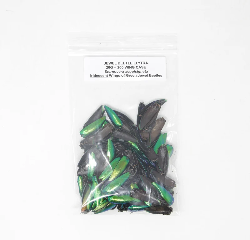 20g Jewel Beetle Wings Elytra (200 pcs approx.) | Sternocera aequisignata Craft Supplies