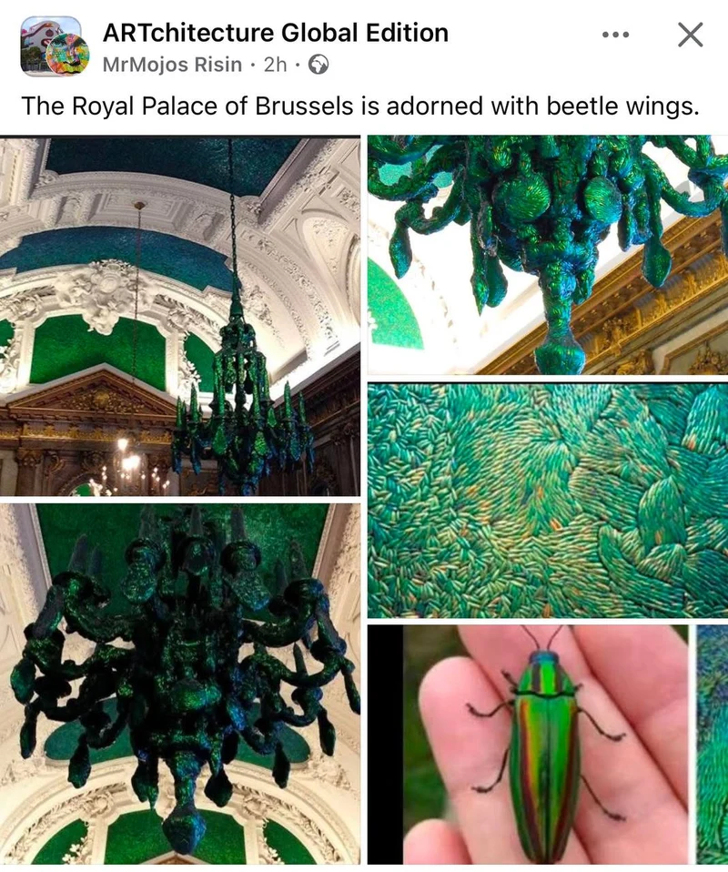 20g Jewel Beetle Wings Elytra (200 pcs approx.) | Sternocera aequisignata Craft Supplies