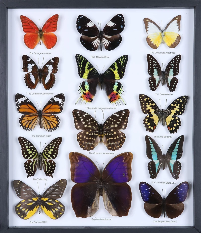 Classic Butterfly Collection | 14 Species Museum Display Frame 34x29cm