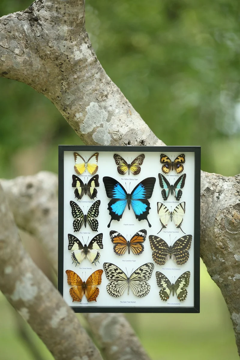 Classic Butterfly Collection | 14 Species Museum Display Frame 34x29cm
