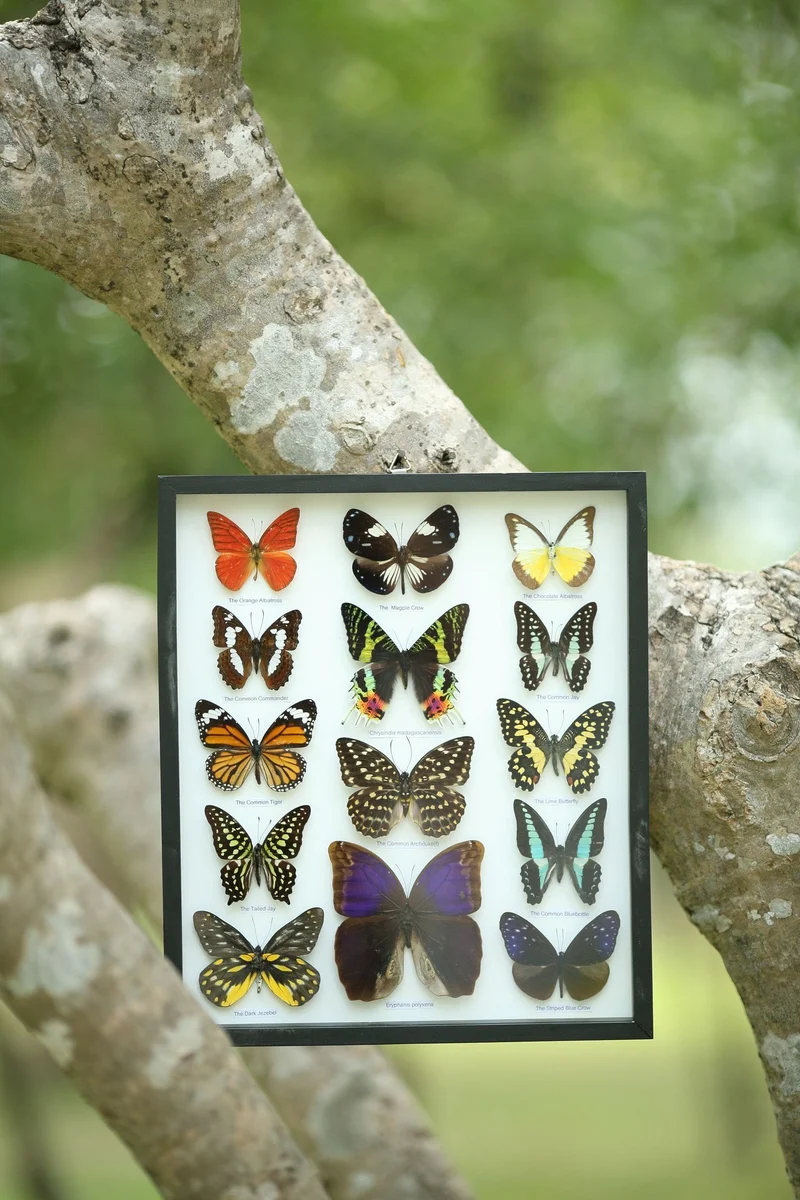 Classic Butterfly Collection | 14 Species Museum Display Frame 34x29cm