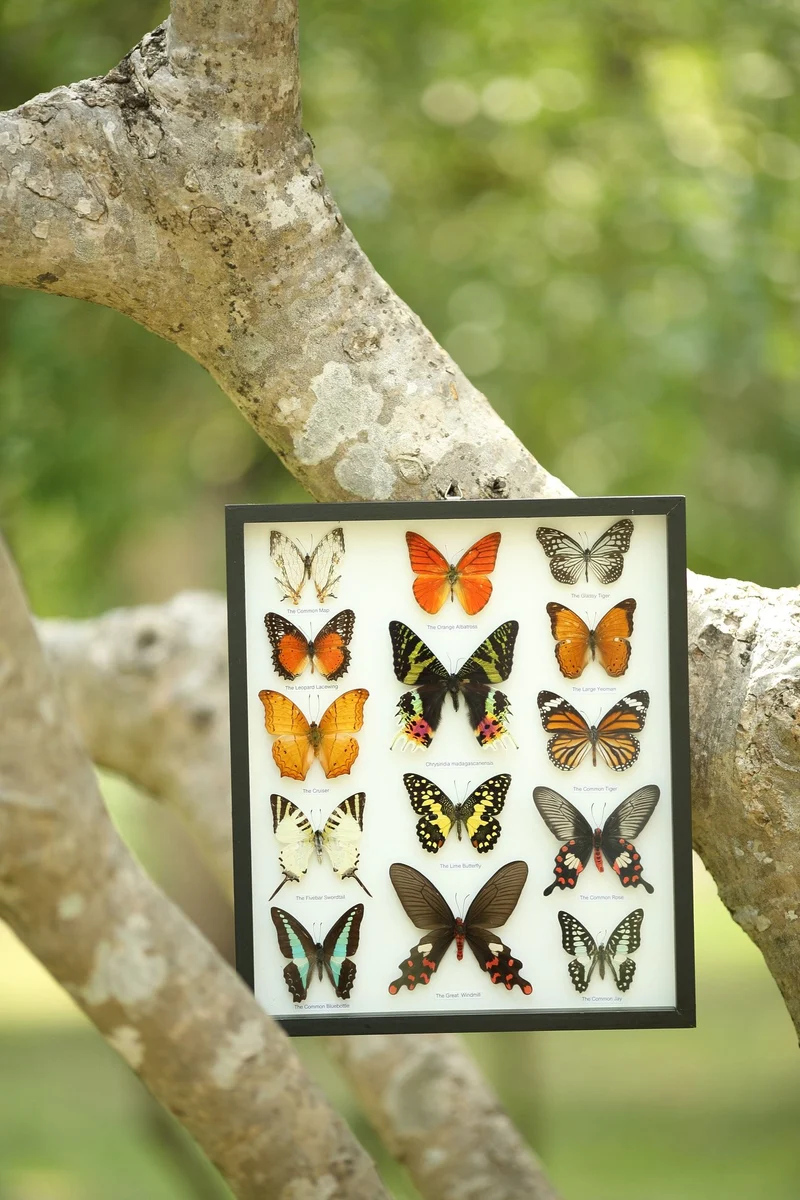 Classic Butterfly Collection | 14 Species Museum Display Frame 34x29cm