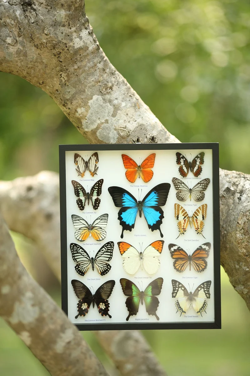 Classic Butterfly Collection | 14 Species Museum Display Frame 34x29cm