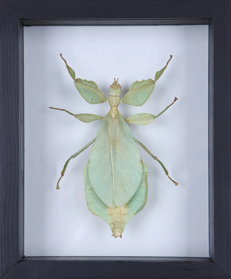 Walking Leaf Insect - Phyllium bioculatum Display Frame 6×5 inch