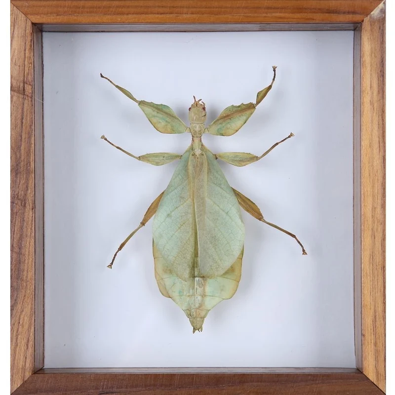 Walking Leaf Insect - Phyllium bioculatum Display Frame 6×5 inch