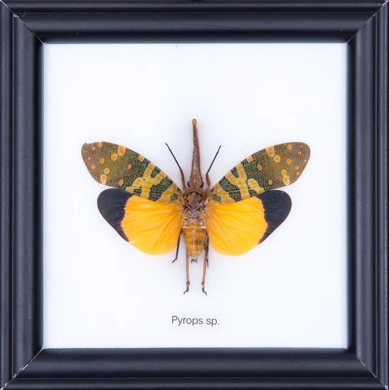 Lantern Bug Framed Display — Pyrops candelaria — 5×5 in