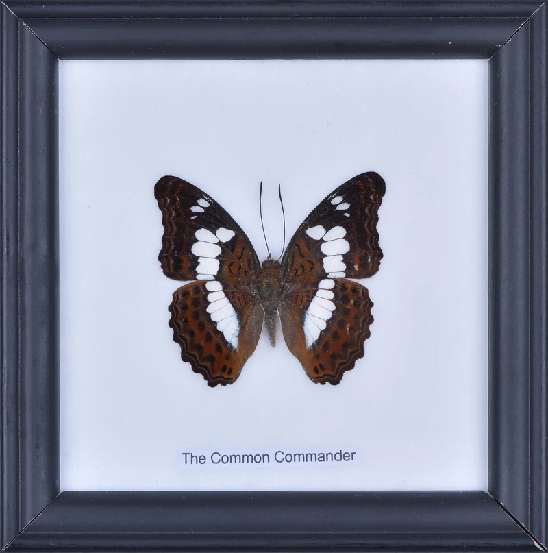The Common Commander Butteerfly (Moduza procris) Real Framed Butterfly Mounted Under Glass 5 x 5 In
