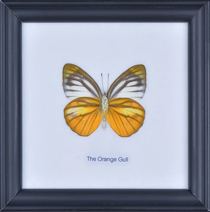 The Orange Gull Butterfly (Cepora judith) Real Framed Butterfly Mounted Under Glass 5 x 5 In