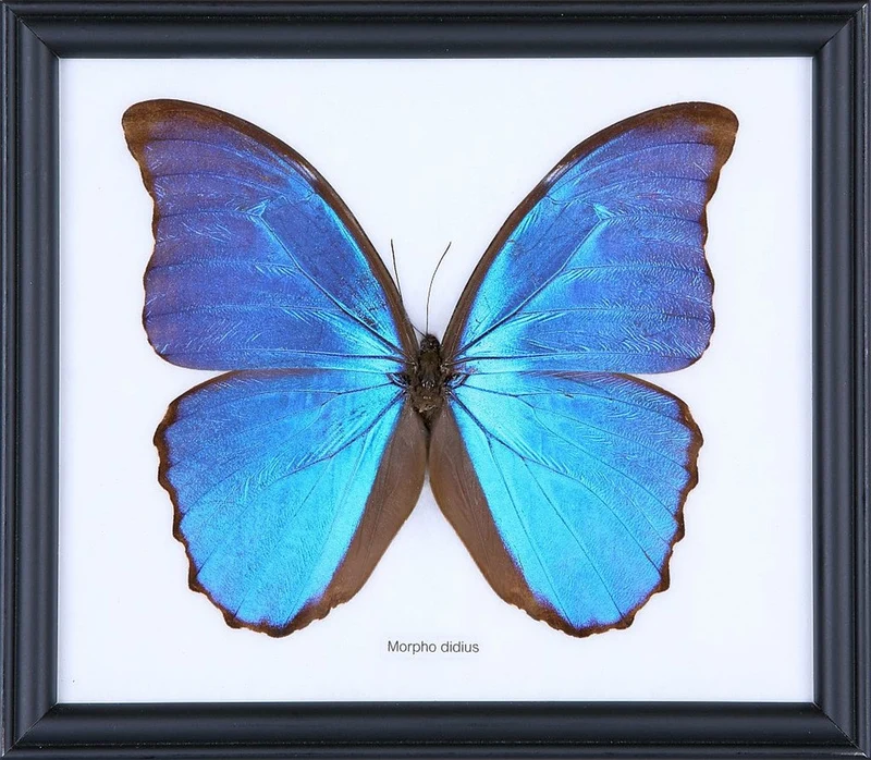 The Giant Blue Moprho Butterfly (Morpho didius) Real Framed Specimen Mounted Under Glass 8 x 7 In