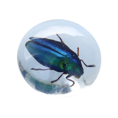 Metallic Jewel Beetle Resin Paperweight — 50mm