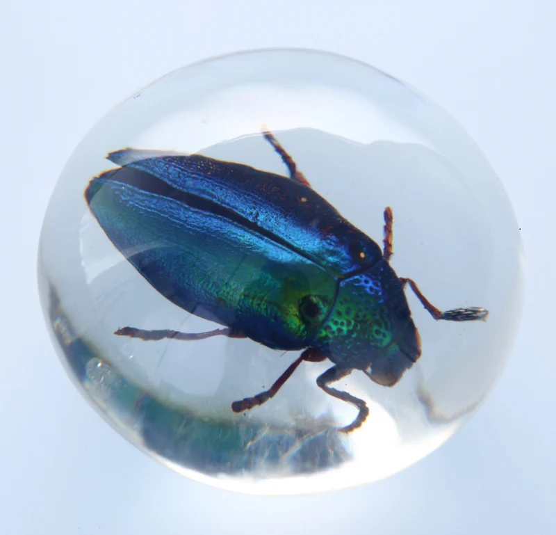Metallic Jewel Beetle Resin Paperweight — 50mm