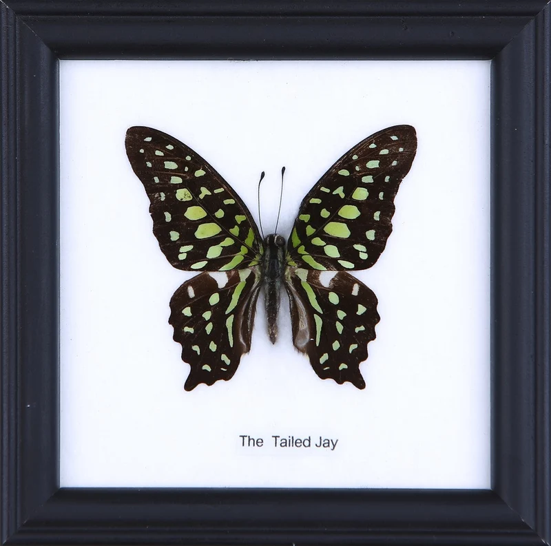 The Tailed Jay Butterfly (Graphium agamemnon) Real Framed Butterfly Mounted Under Glass 5 x 5 In