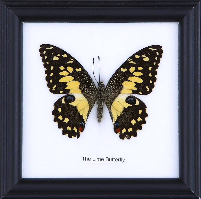 Lime Butterfly (Papilio demoleus) - Real Framed Specimen in Glass Display 5×5"